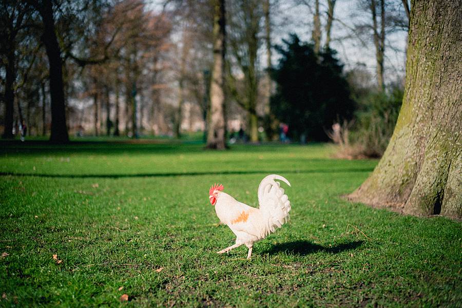 amsterdam sony a7iii leica summilux 50mm february catalina 59_web