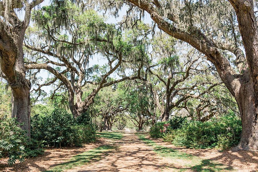 April Spring Wedding at Cypress Trees Plantation in Charleston South ...