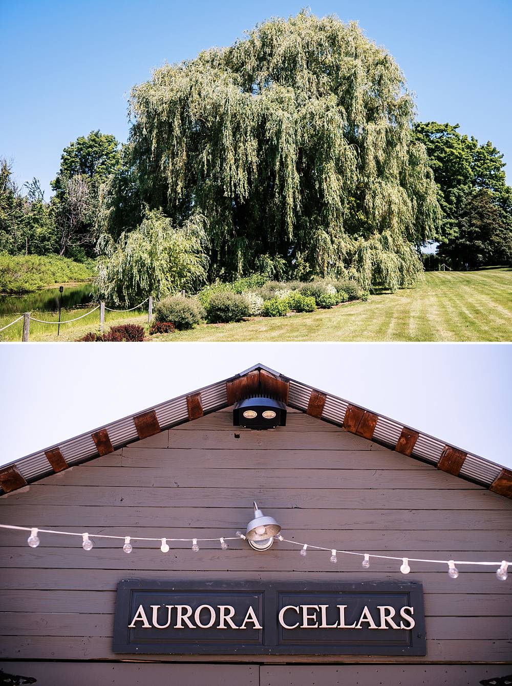 ceremony location with large willow tree at northern michigan wedding venue aurora cellars