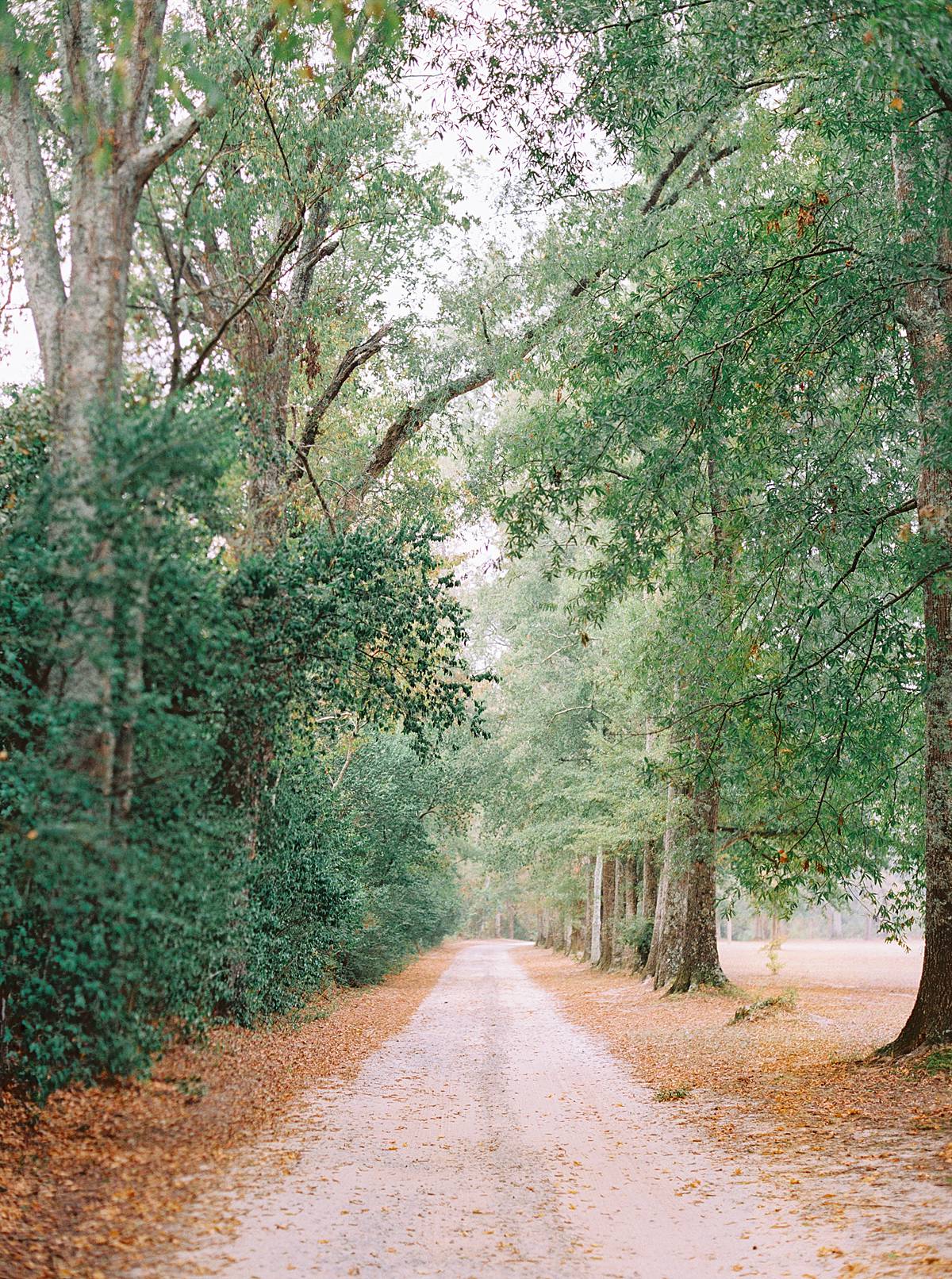 fall trees wavering place southern wedding venue columbia south carolina kodak portra 800 film photographer